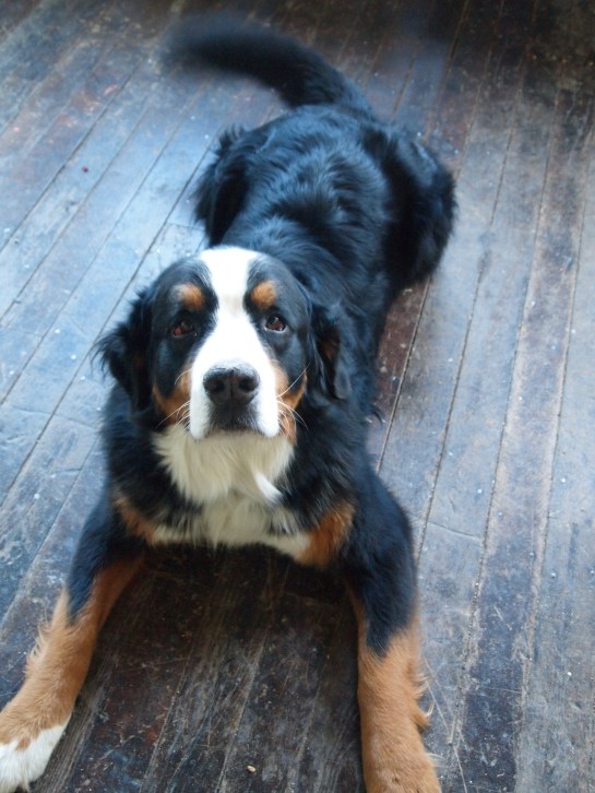 (x)collective mascot, SCOUT!